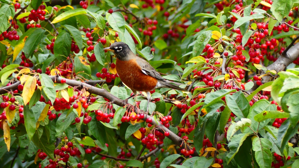 Странствующий дрозд - ML643847565