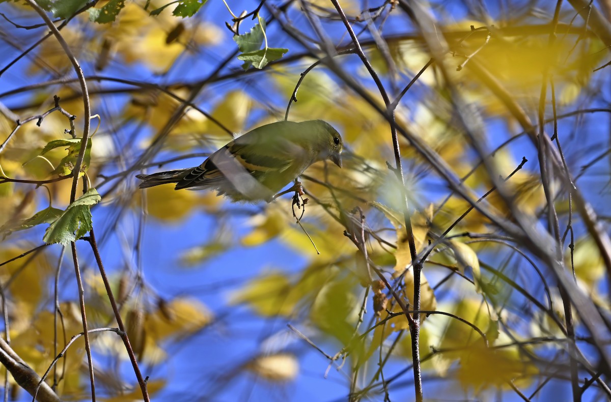 Chardonneret jaune - ML643847570