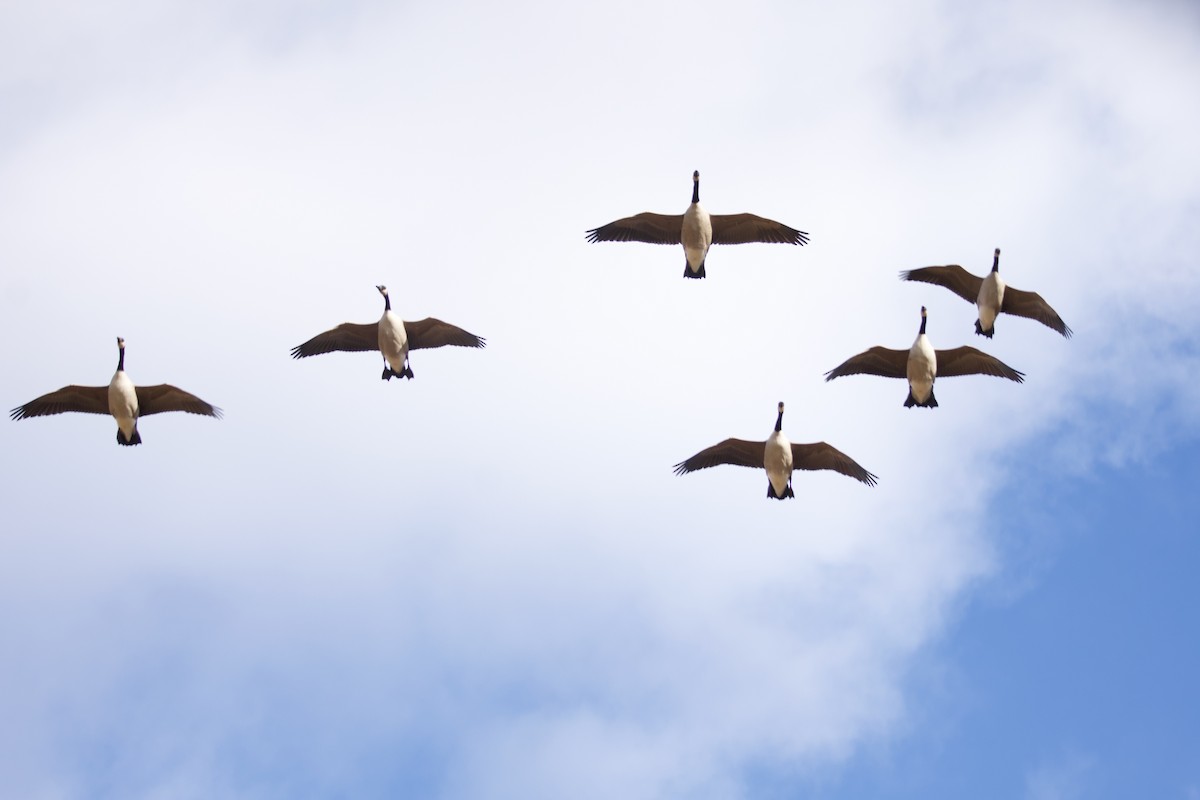 Canada Goose - ML643847571