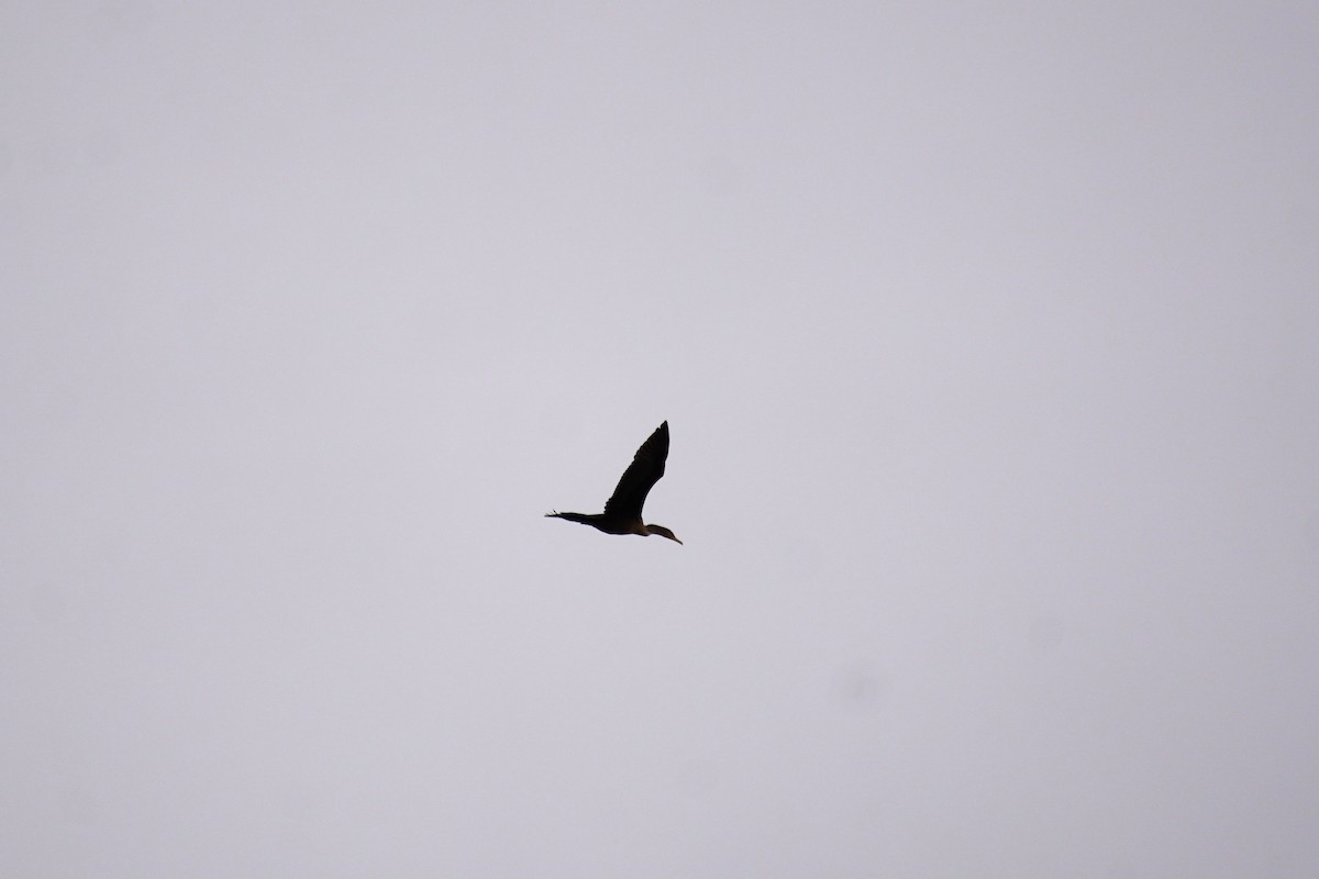 Double-crested Cormorant - ML643847574