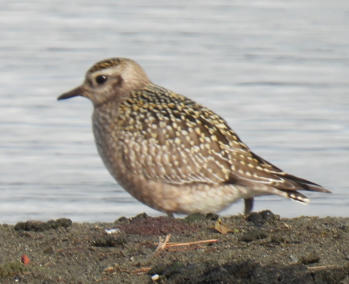 American Golden-Plover - ML643847583