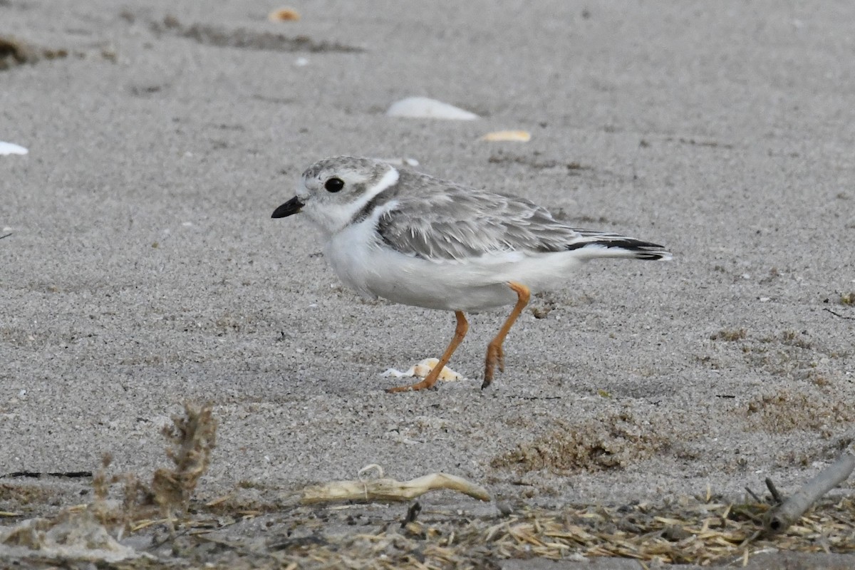 Piping Plover - ML643847587