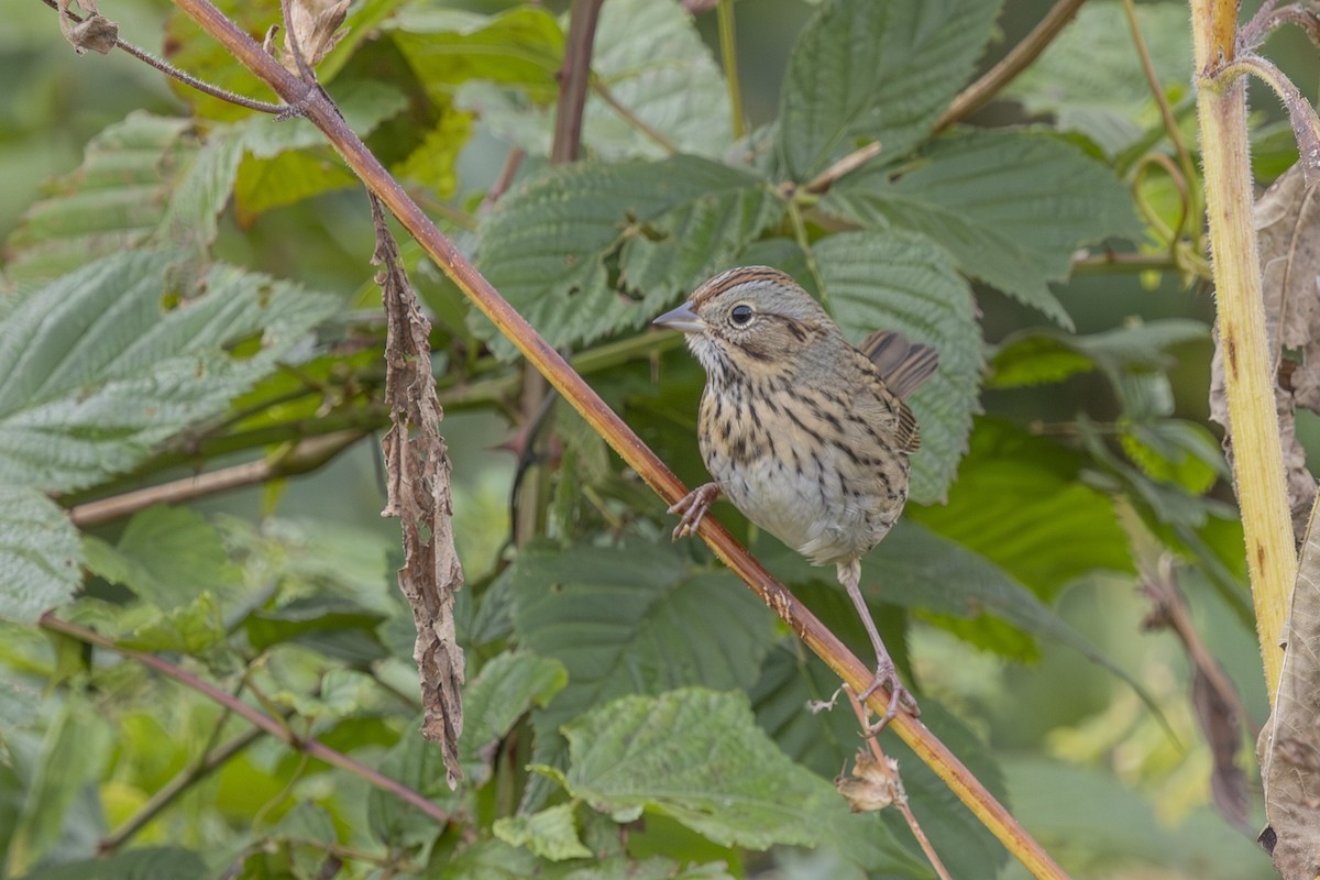 Lincoln's Sparrow - ML643847589