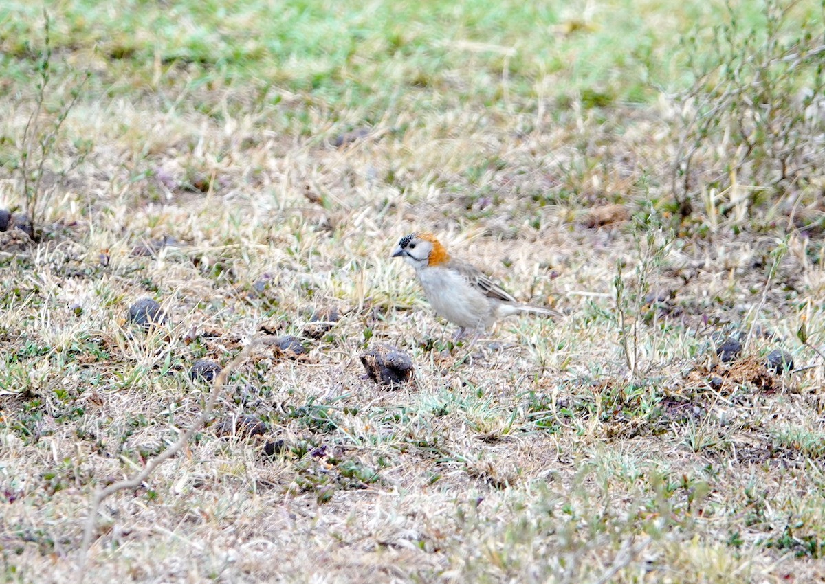 Speckle-fronted Weaver - ML643847611