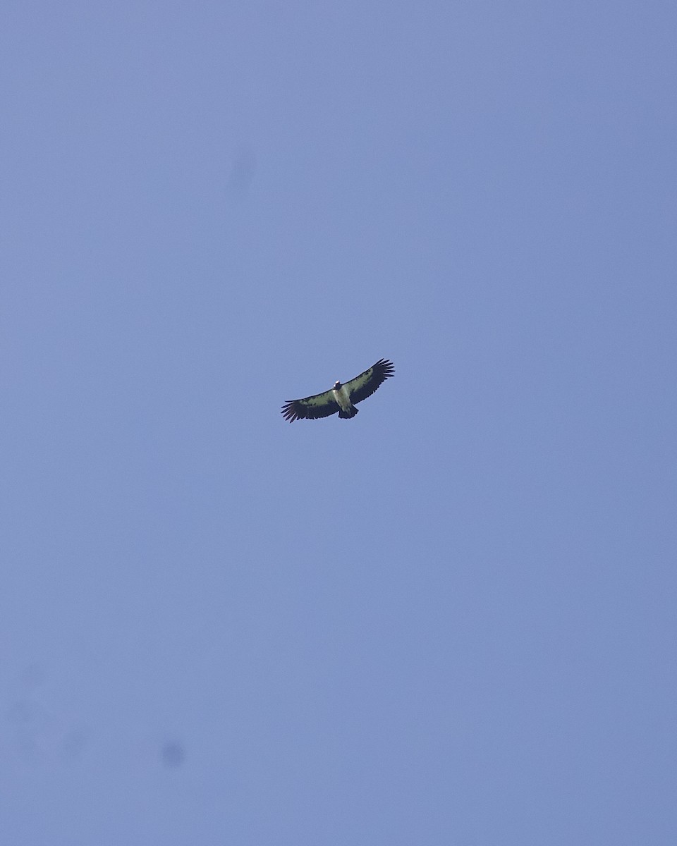 King Vulture - ML643847612