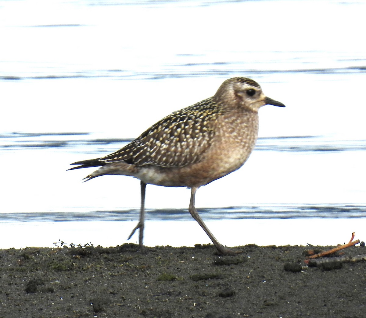 American Golden-Plover - ML643847617