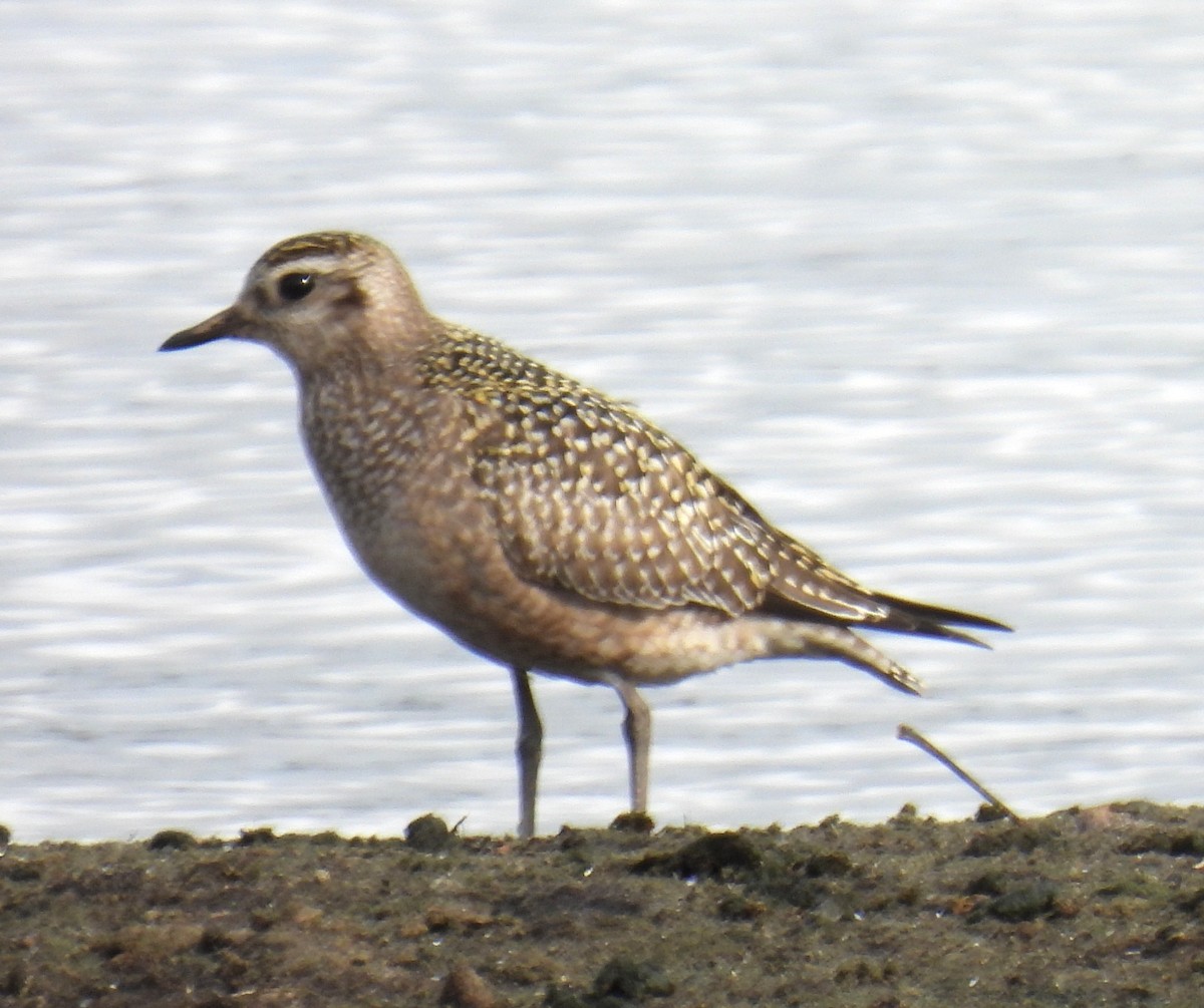American Golden-Plover - ML643847618
