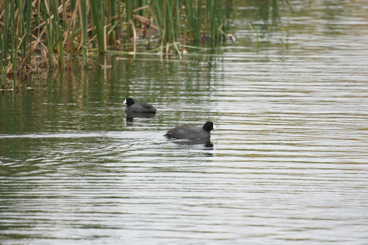 American Coot - ML643847633