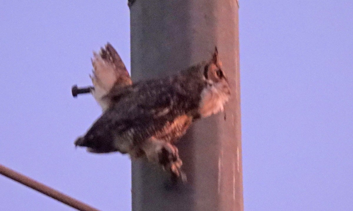 Great Horned Owl - ML643847639
