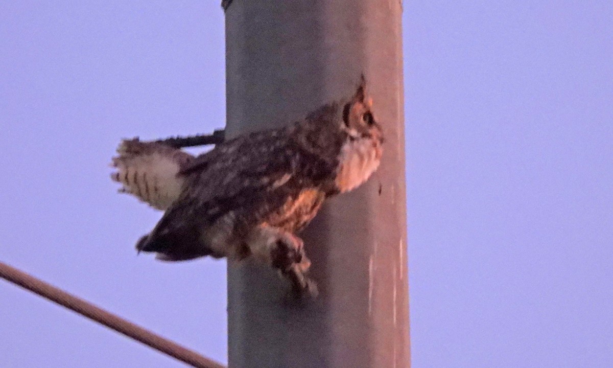 Great Horned Owl - ML643847640