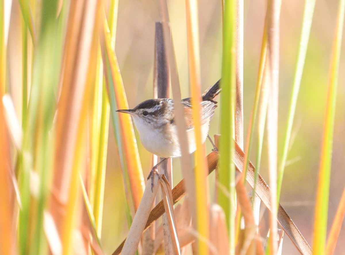ハシナガヌマミソサザイ - ML643847641