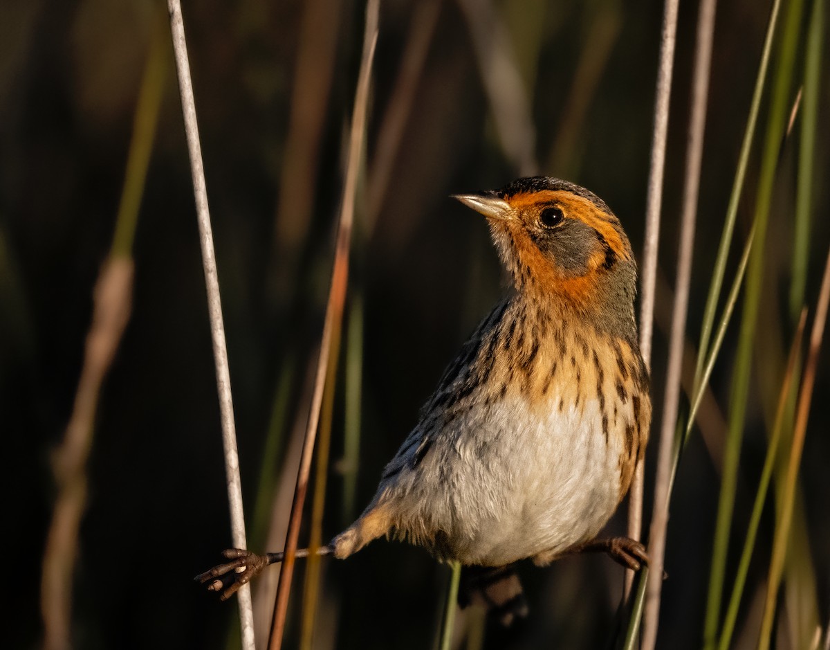 Saltmarsh Sparrow - ML643847645