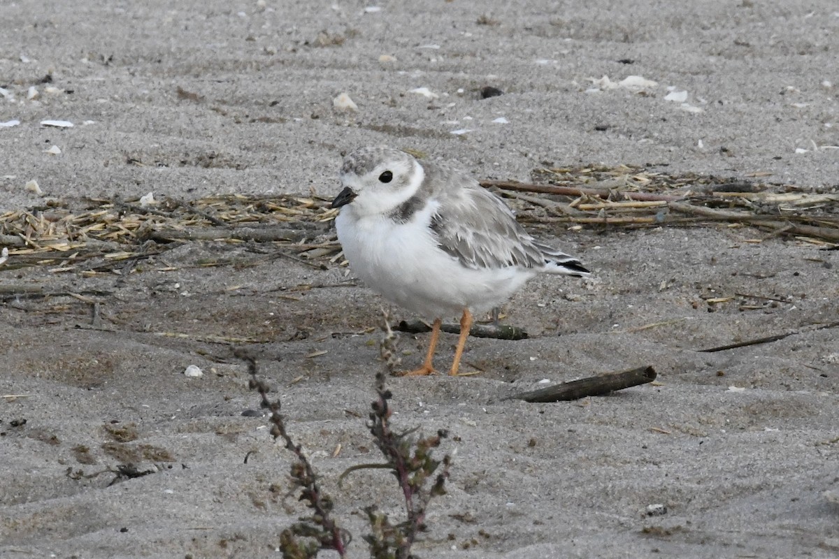 Piping Plover - ML643847646