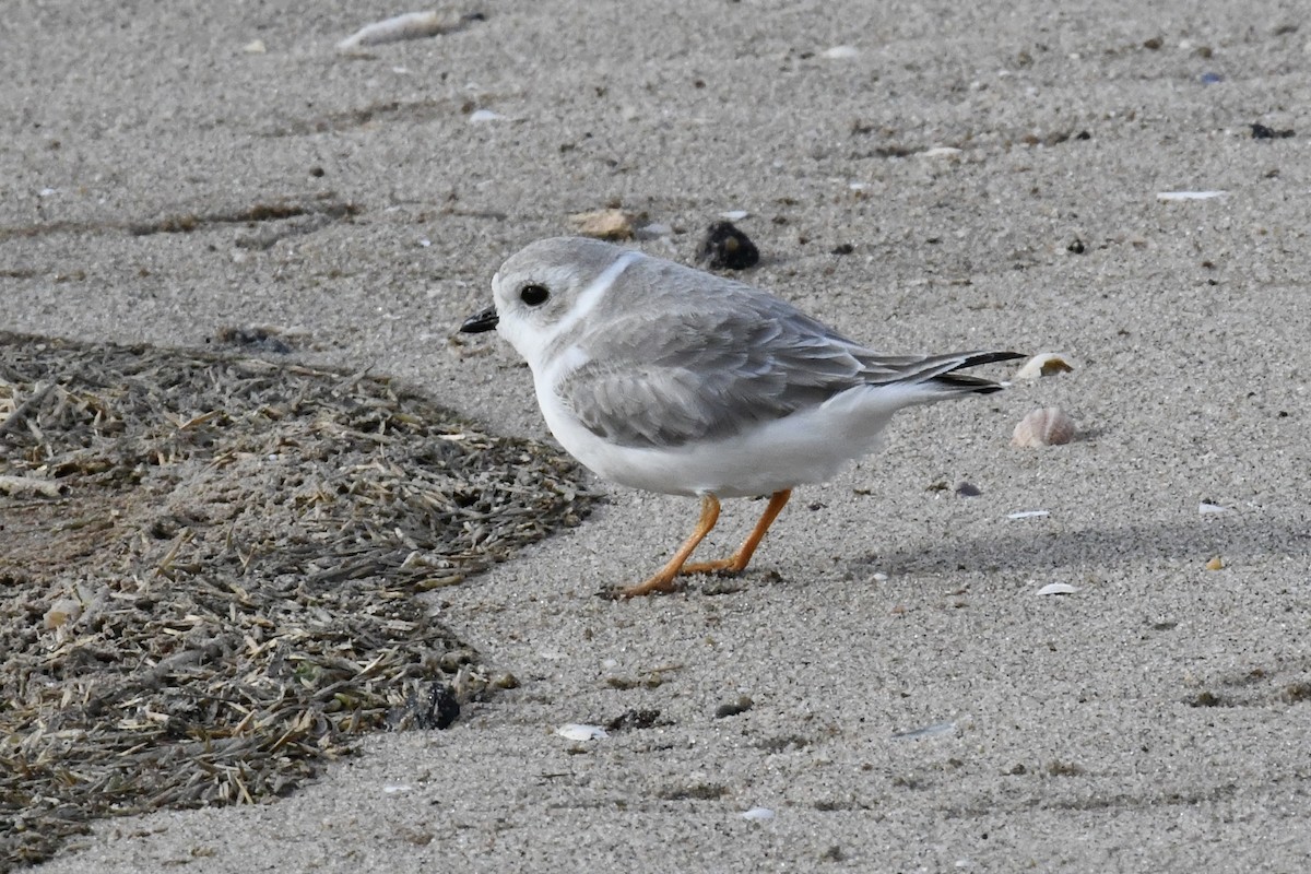 Piping Plover - ML643847647