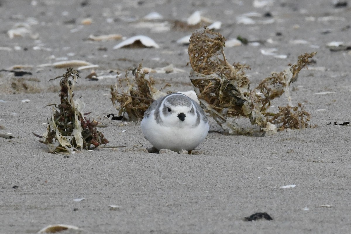 Piping Plover - ML643847651