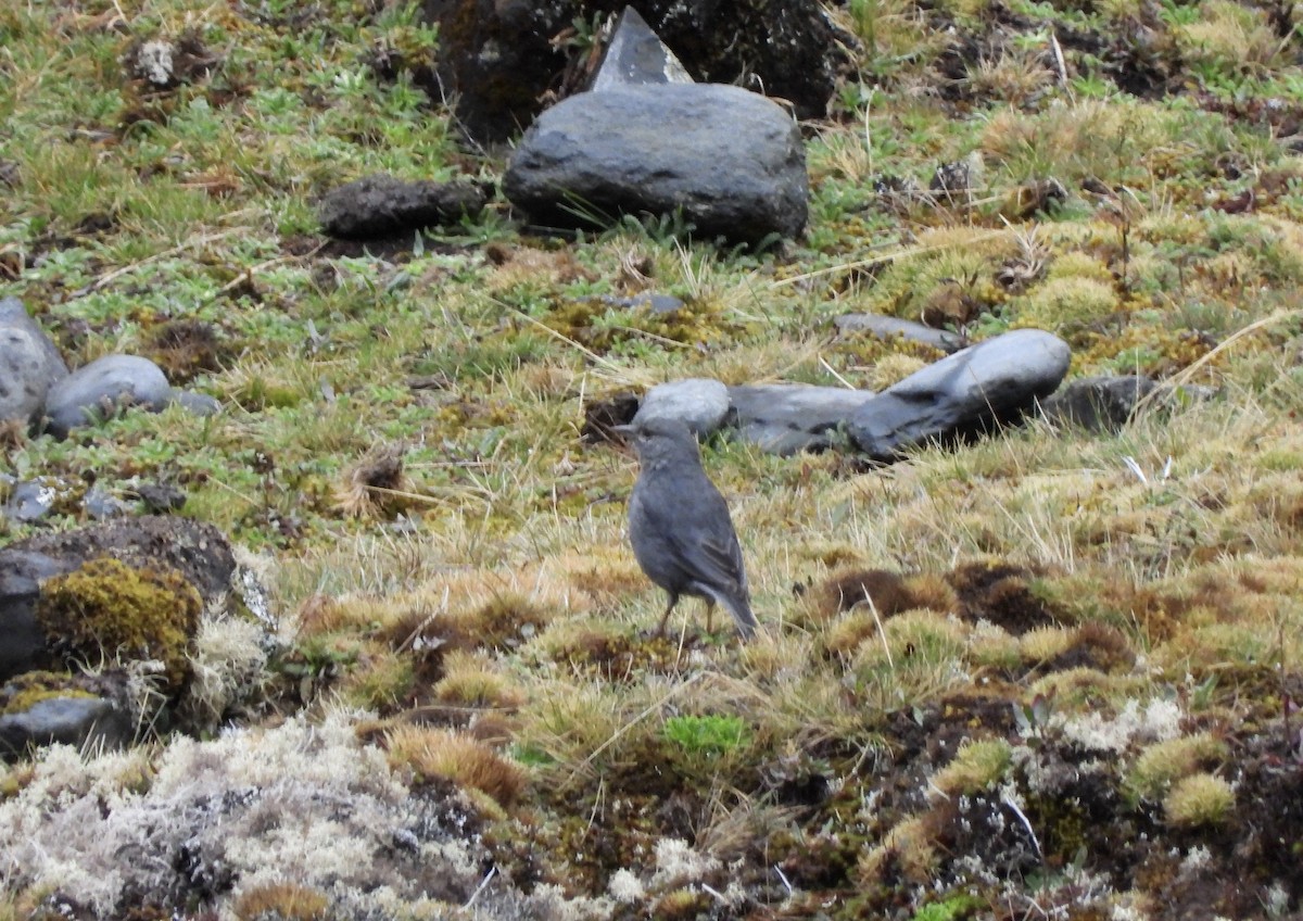 Plumbeous Sierra Finch - ML643847670