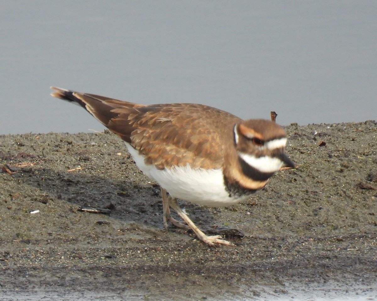 Killdeer - ML643847674