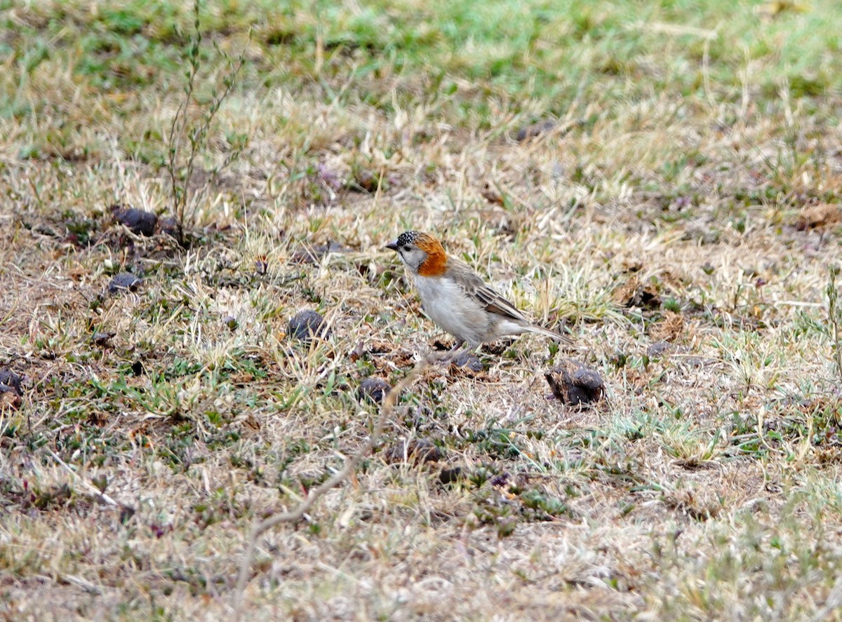 Speckle-fronted Weaver - ML643847732