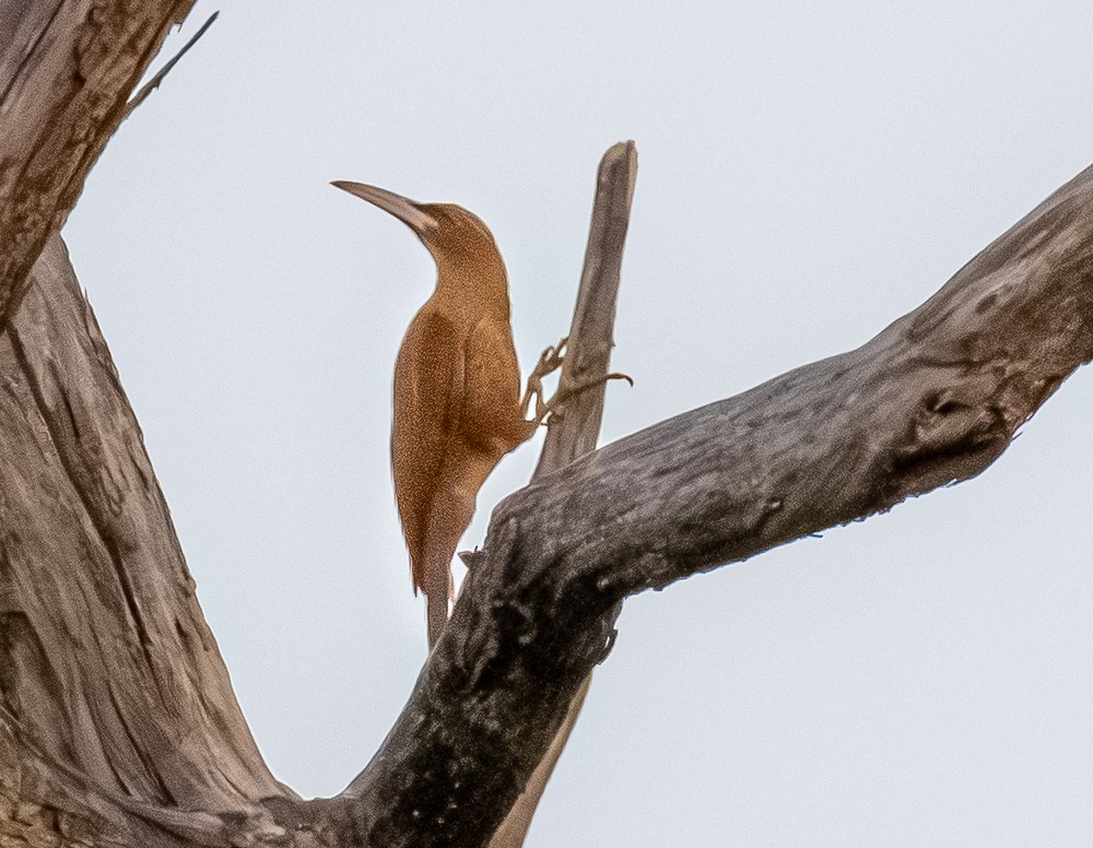 Great Rufous Woodcreeper - ML643847760