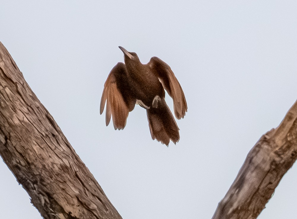 Great Rufous Woodcreeper - ML643847761