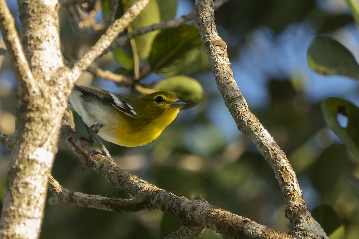Yellow-throated Vireo - ML643847777
