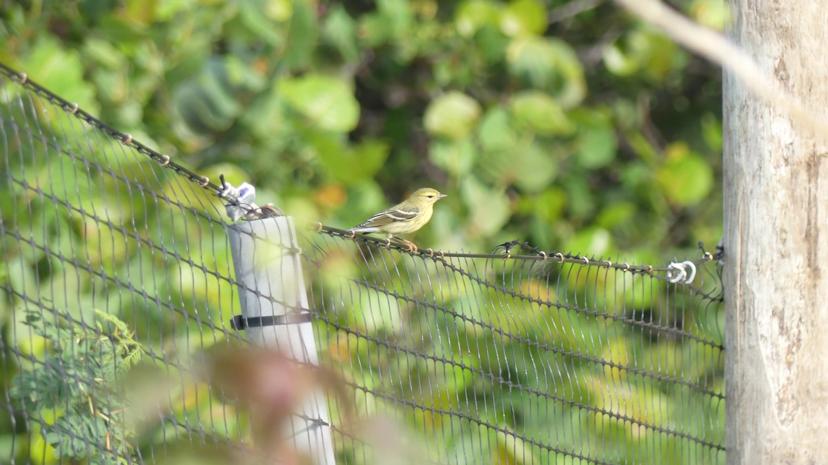 Blackpoll Warbler - ML643847781