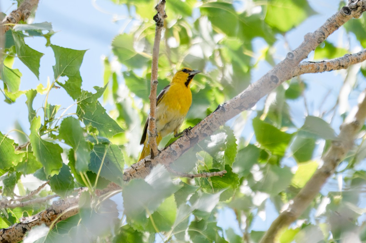 Bullock's Oriole - ML643847787