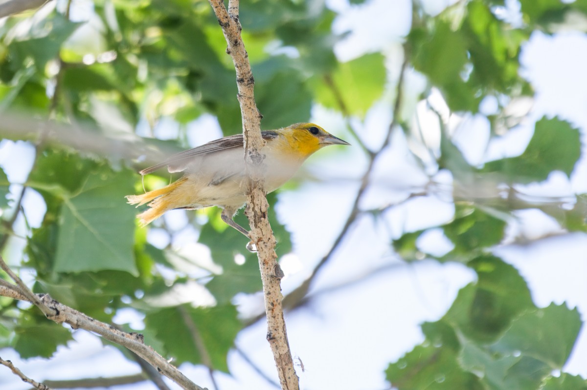 Bullock's Oriole - ML643847789