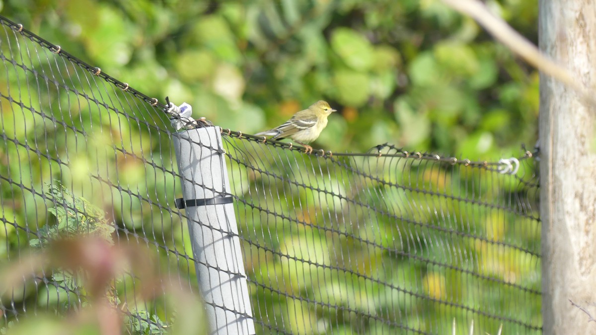 Blackpoll Warbler - ML643847791