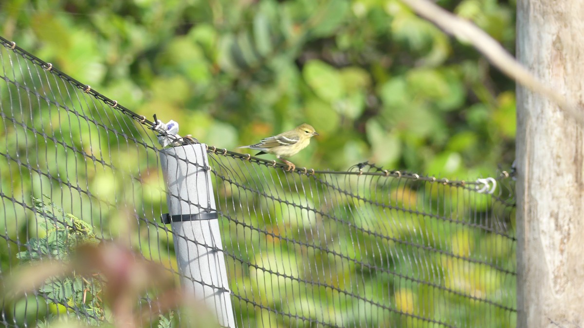 Blackpoll Warbler - ML643847800