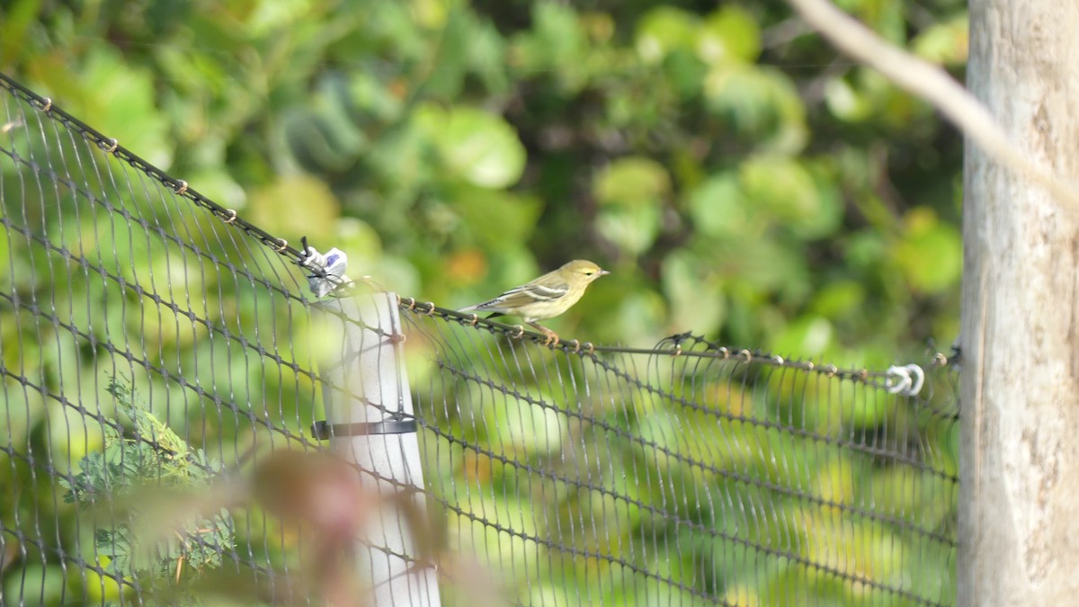 Blackpoll Warbler - ML643847802