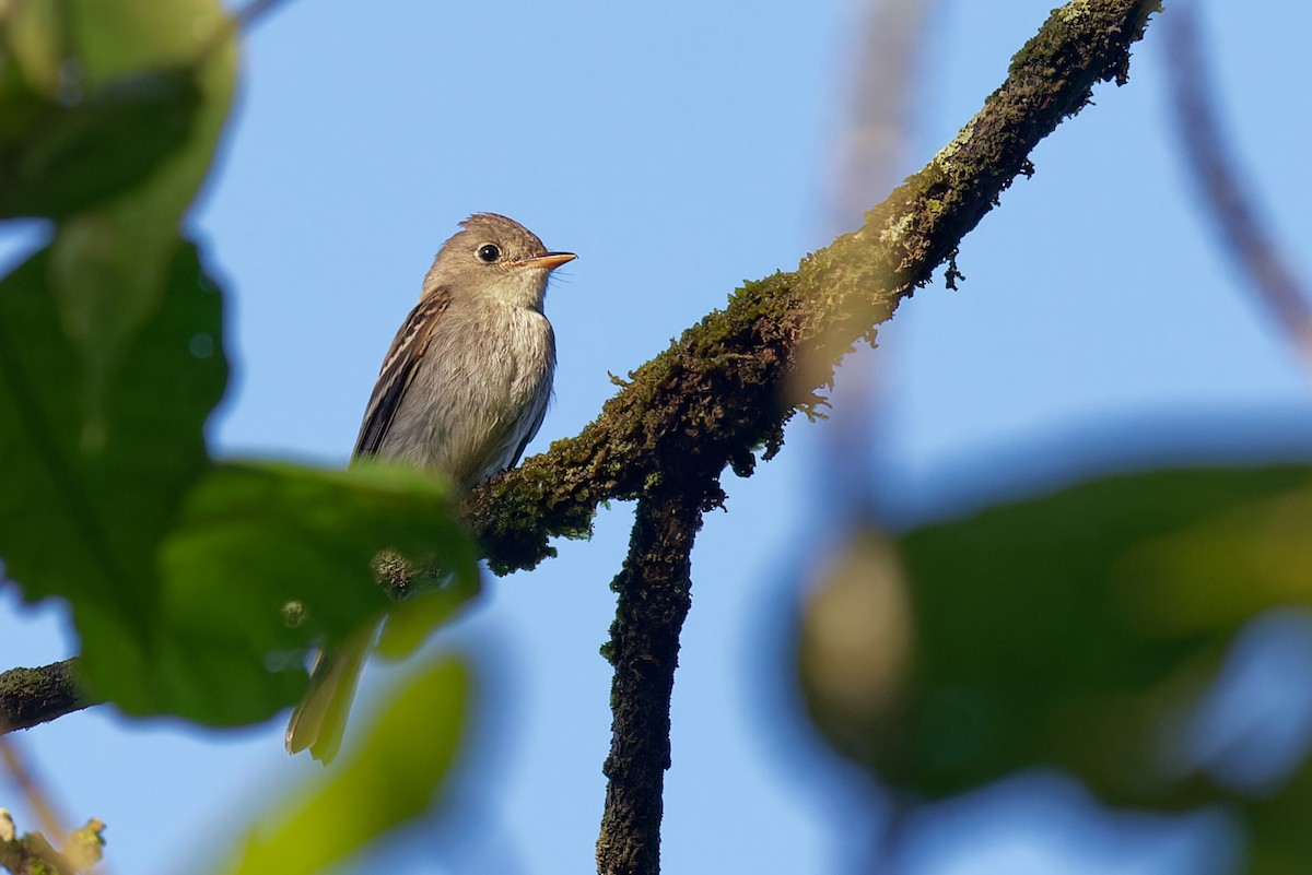 Acadian Flycatcher - ML643847806