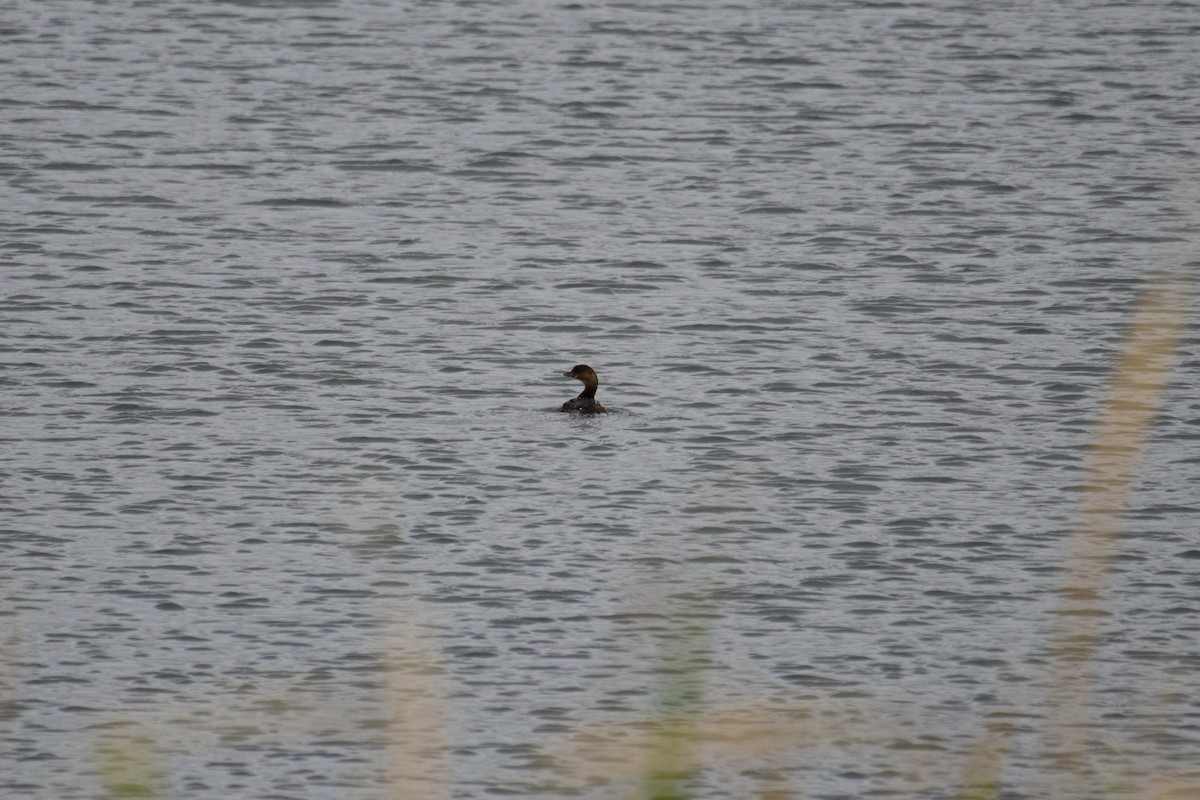 Pied-billed Grebe - ML643847825