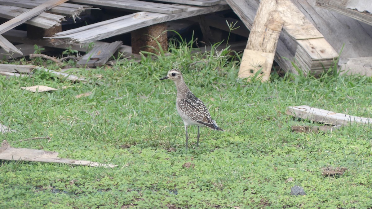 American Golden-Plover - ML643847857