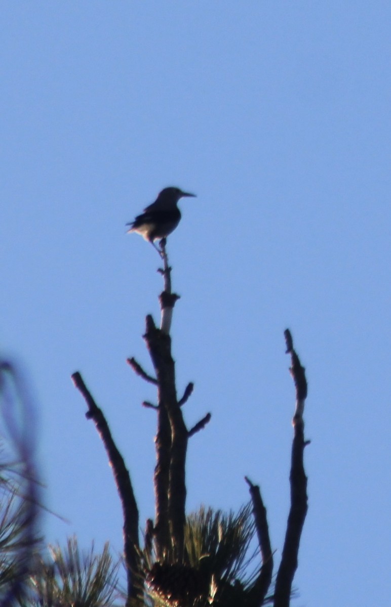 Clark's Nutcracker - ML643847858