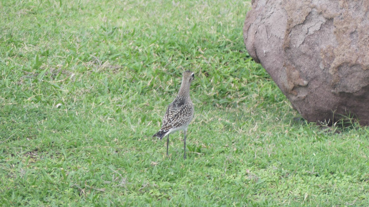 American Golden-Plover - ML643847863