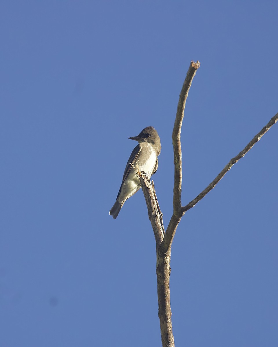 tyranovec severský - ML643847874