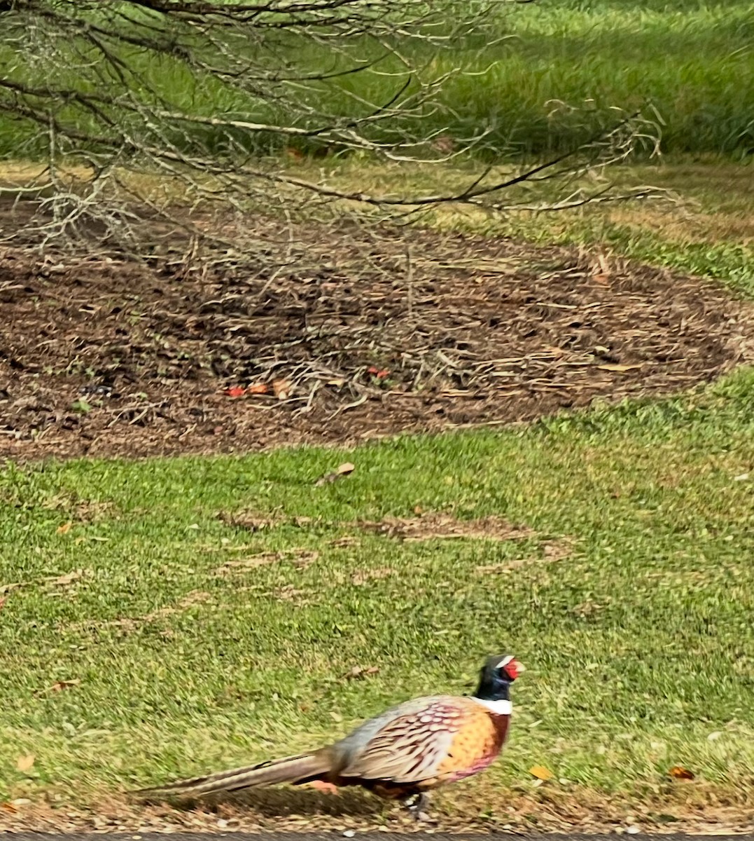 Ring-necked Pheasant - ML643847885