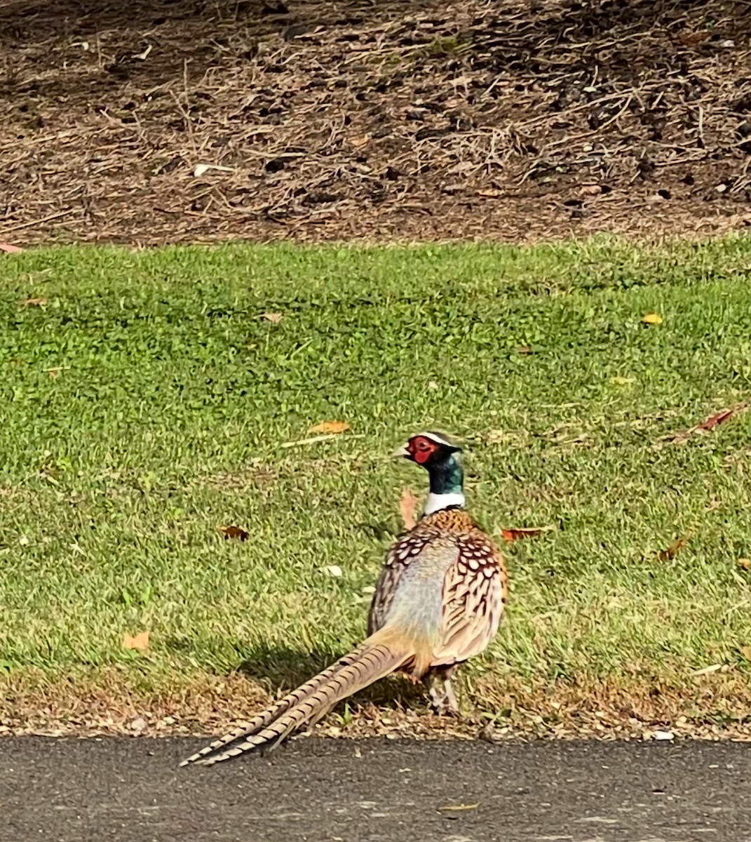 Ring-necked Pheasant - ML643847887