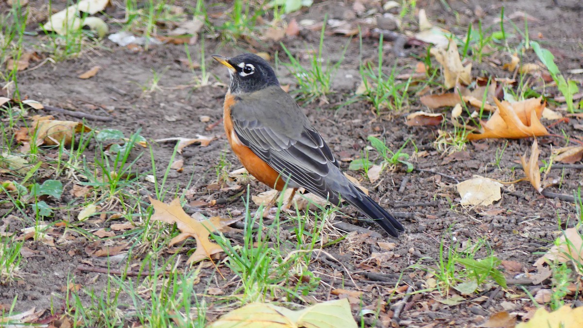 Странствующий дрозд - ML643847894