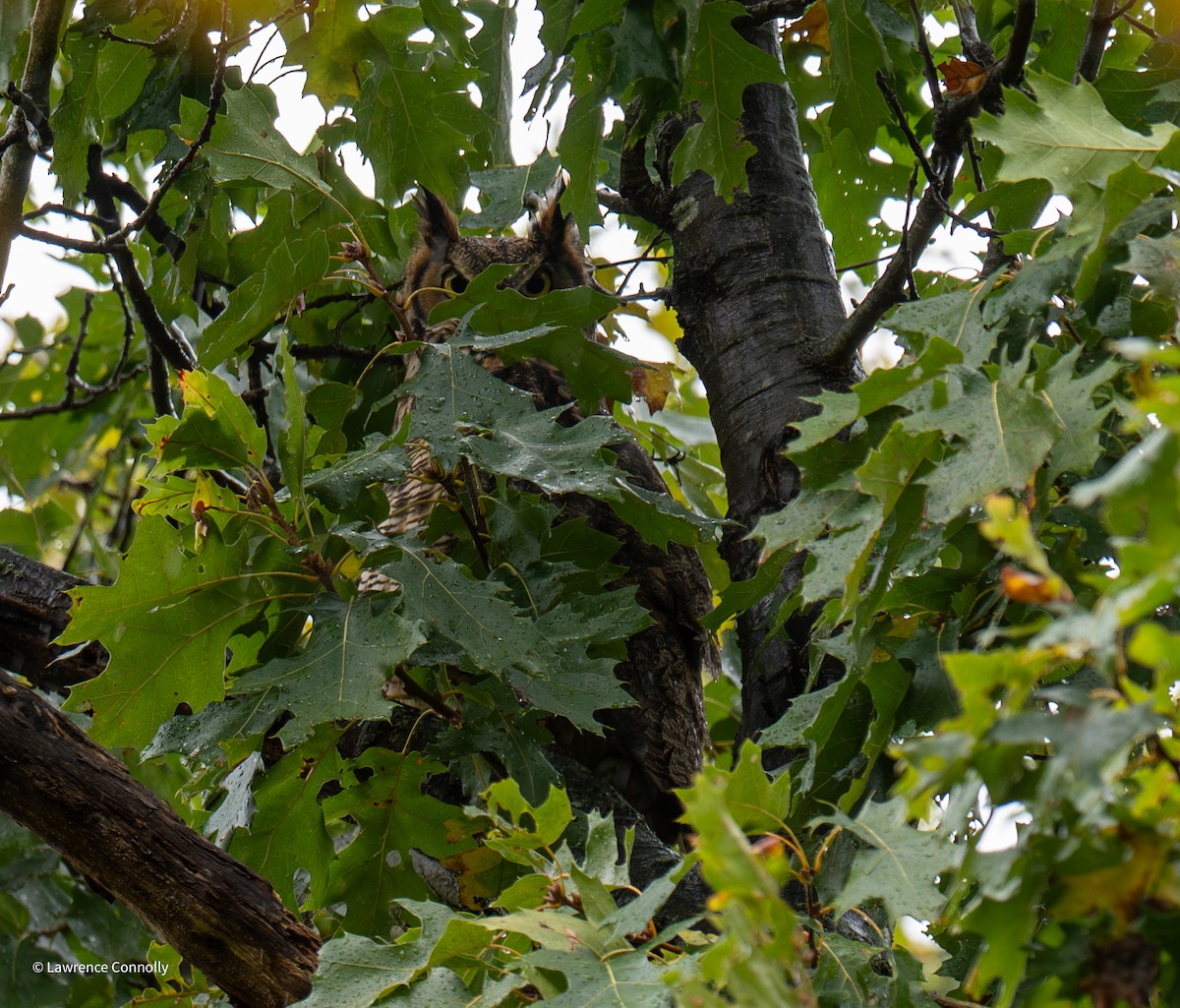 Great Horned Owl - ML643847895