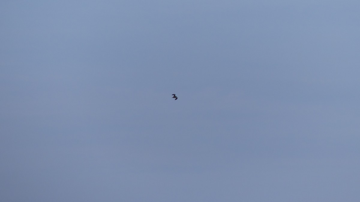 Wilson's Snipe - ML643847903
