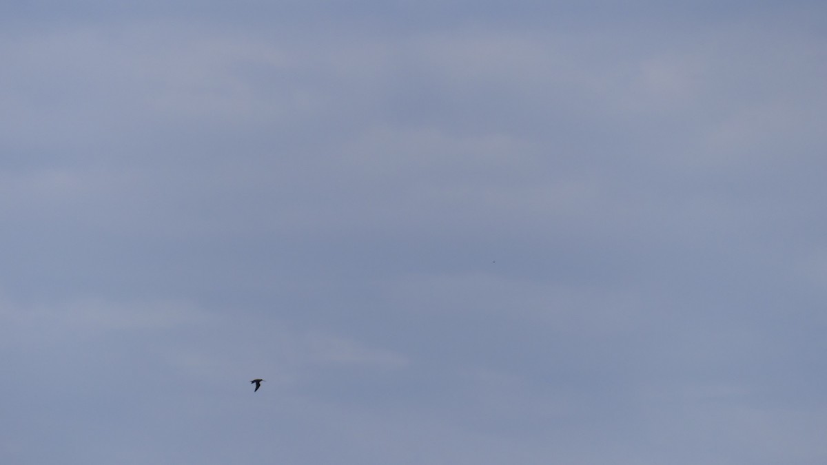 Wilson's Snipe - ML643847908