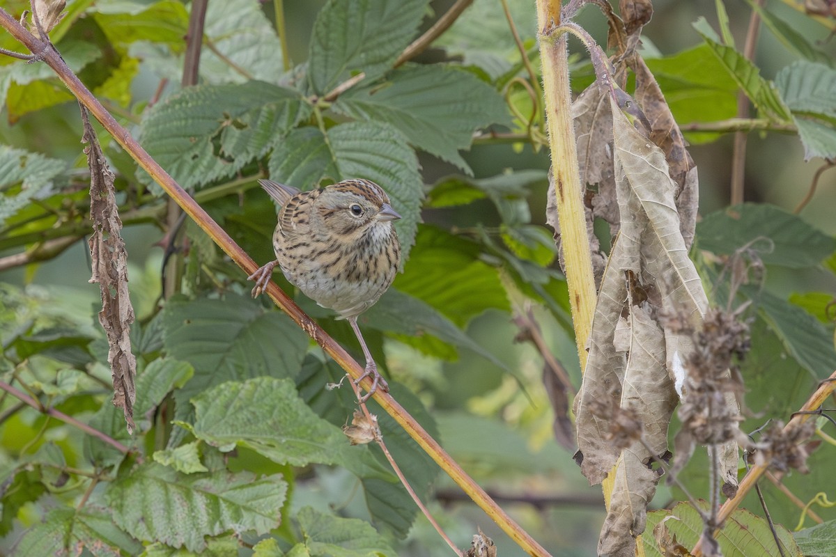 Lincoln's Sparrow - ML643847914