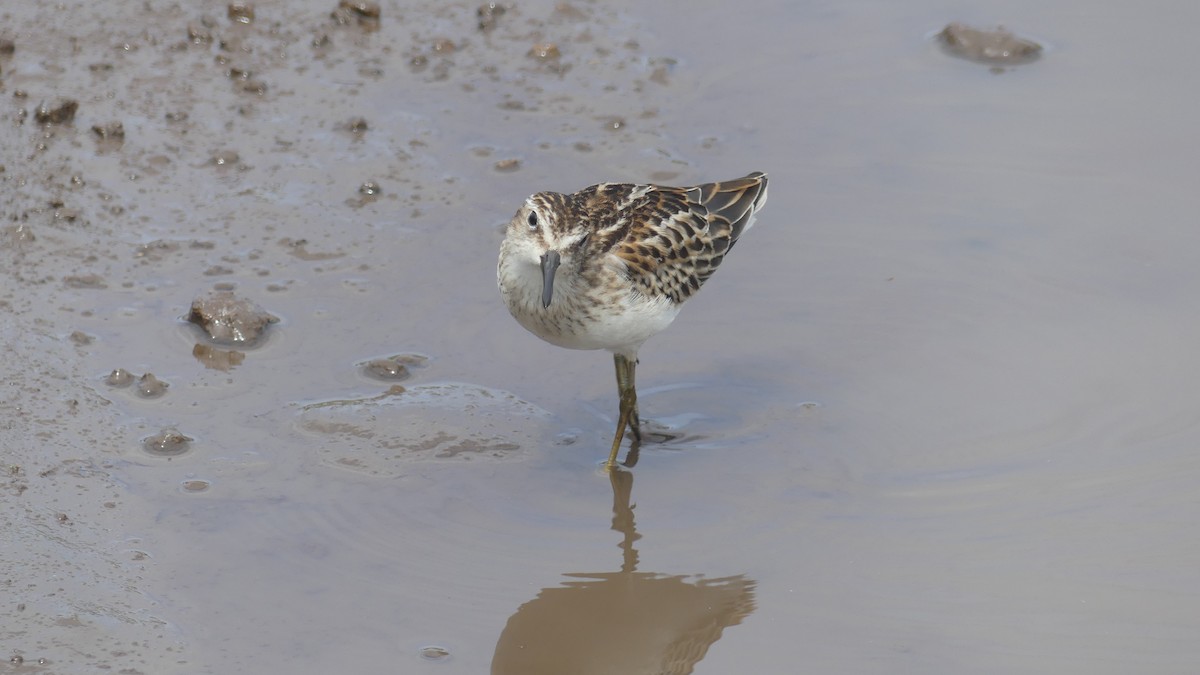 Least Sandpiper - ML643847973