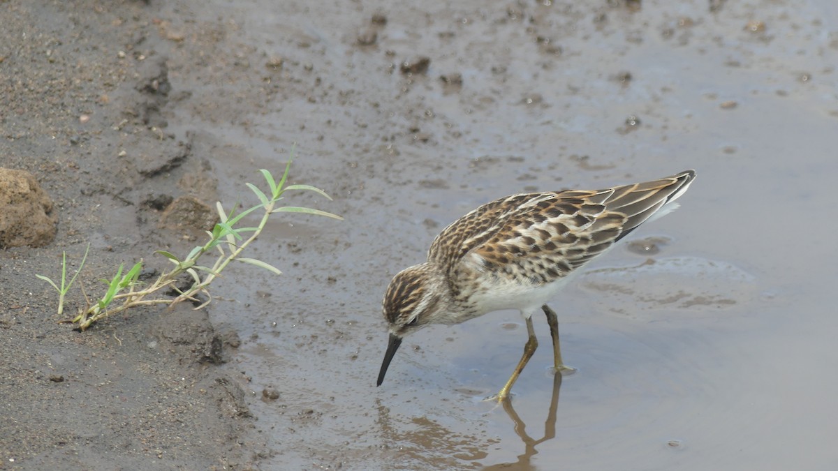 Least Sandpiper - ML643847985