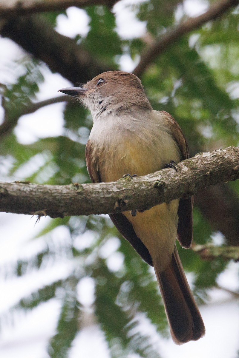 Brown-crested Flycatcher - ML643847989