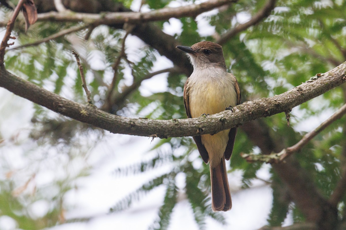 Brown-crested Flycatcher - ML643847990