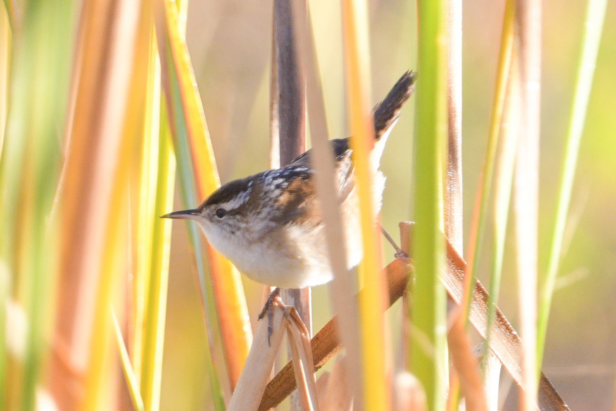 ハシナガヌマミソサザイ - ML643848001