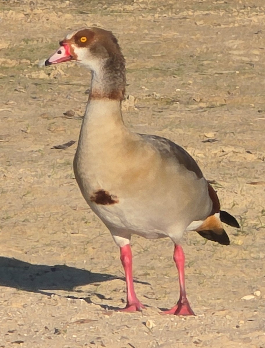 Egyptian Goose - ML643848015